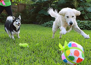 Miami Dog Walkers Equipaws Pet Services