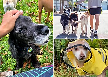 Miami Dog Walkers Equipaws Pet Services
