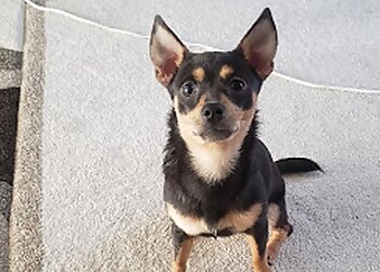 Baltimore Veterinary Clinics Erdman Animal Hospital