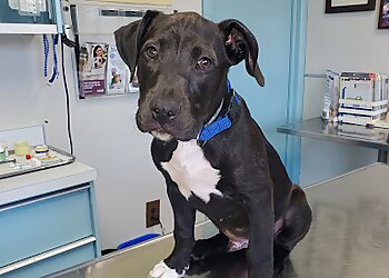 Baltimore Veterinary Clinics Erdman Animal Hospital