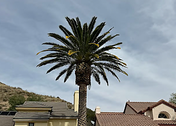 Santa Clarita Tree Services Erik’s Tree Service & Brush Clearance