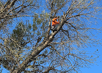Santa Clarita Tree Services Erik’s Tree Service & Brush Clearance