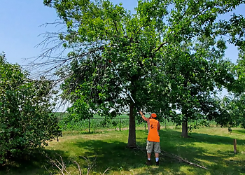 Cedar Rapids Tree Services Erlacher's Tree Service