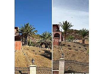 Escalante Tree Service - Simi Valley, CA Tree Services - Before and After Image