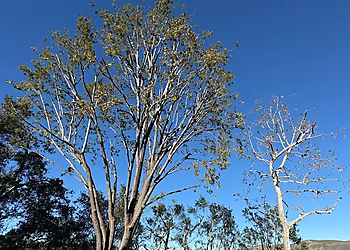 Escalante Tree Service Escalante Tree Service - Simi Valley, CA Tree Services - Service Image