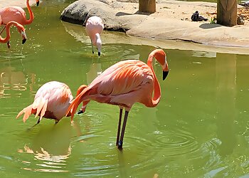 Newark Places To See Essex County Turtle Back Zoo