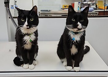 Joliet Veterinary Clinics Essington Road Animal Hospital