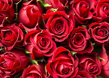 Las Vegas Florists Eufloria Designs and Floral Events