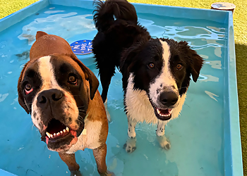 Every Dog's Day - Frisco, TX Dog Training - Service Image