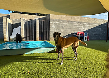 Every Dog's Day - Frisco, TX Dog Training - Professional Highlights