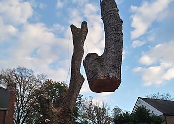 Philadelphia Tree Services Executive Branch Tree Service