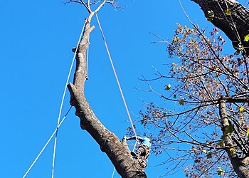 Philadelphia Tree Services Executive Branch Tree Service