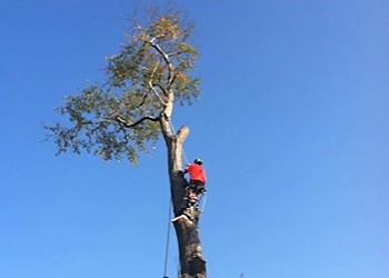 Columbia Tree Services Expert Tree Care LLC