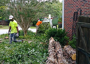 Columbia Tree Services Expert Tree Care LLC