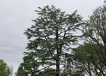 Palmdale Tree Services Expert Tree Service