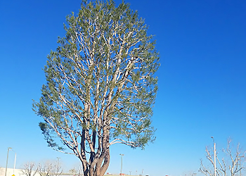 Palmdale Tree Services Expert Tree Service