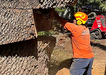 Ez Tree Inc. Vallejo Tree Services image 1