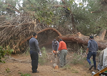 Garden Grove Tree Services F&F Tree Services