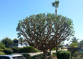 Garden Grove Tree Services F&F Tree Services