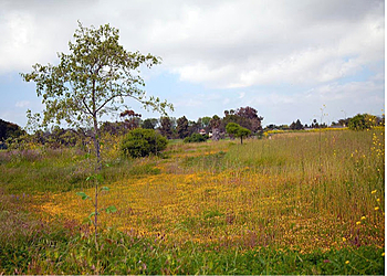 Costa Mesa Hiking Trails Fairview Park