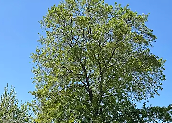 Sacramento Tree Services Fallen Leaf Tree