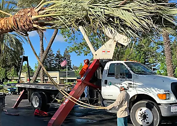 Sacramento Tree Services Fallen Leaf Tree