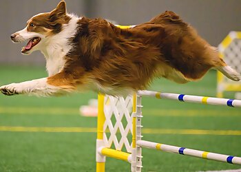 Wichita Dog Training Family Dog Training & Behavioral Center, LLC