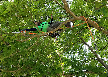 Tacoma Tree Services Family Tree Care