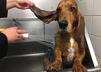 Henderson Pet Grooming Familypaw