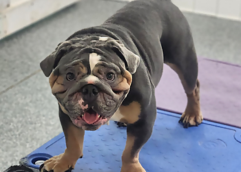 Henderson Pet Grooming Familypaw