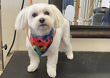 Corpus Christi Pet Grooming Fancy Paws Dog Grooming