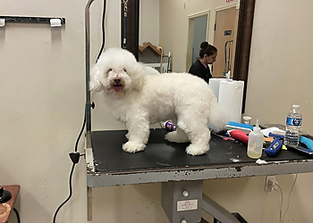 Corpus Christi Pet Grooming Fancy Paws Dog Grooming