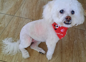 3 Best Pet Grooming in Port St Lucie, FL - Expert Recommendations
