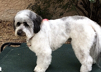 Fancy Pets - Tempe, AZ Pet Grooming - Service Highlights
