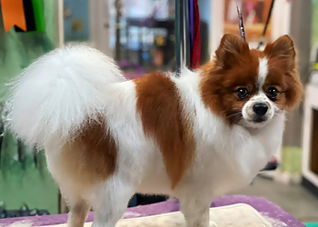Lowell Pet Grooming Fancytails Grooming