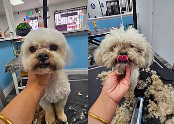Rancho Cucamonga Pet Grooming Favorite Grooming