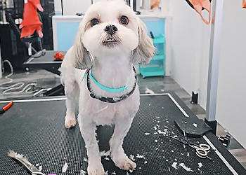 Rancho Cucamonga Pet Grooming Favorite Grooming