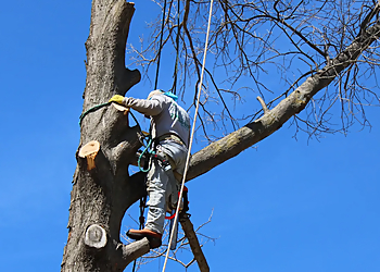 Irving Tree Services Felix's Tree Service