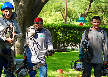 Irving Tree Services Felix's Tree Service