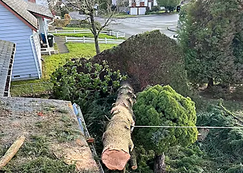Felling Bros Tree Services LLC - Kent, WA Tree Services - Service Image