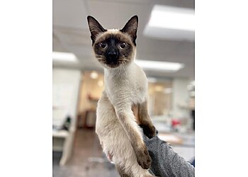 Providence Veterinary Clinics Ferguson Animal Hospital