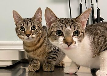 Providence Veterinary Clinics Ferguson Animal Hospital