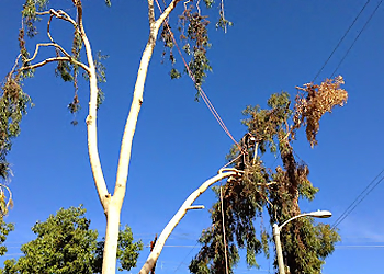 San Bernardino Tree Services Fernando's Tree Services
