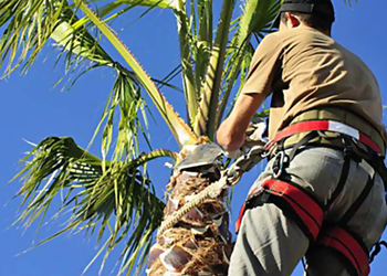 San Bernardino Tree Services Fernando's Tree Services