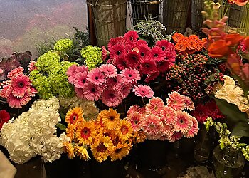 Boston Florists Fern by Boston Rose Florist