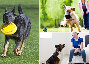 Birmingham Dog Walkers Fetch! Pet Care
