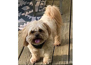 Greensboro Dog Walkers Fetch! Pet Care