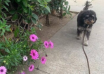 Los Angeles Dog Walkers Fetch Pet Care