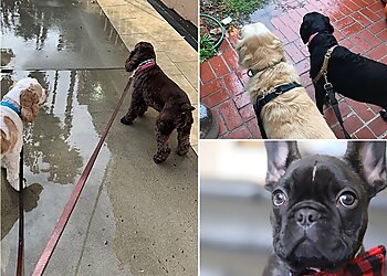 Los Angeles Dog Walkers Fetch Pet Care