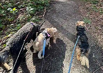 Seattle Dog Walkers Fetch! Pet Care